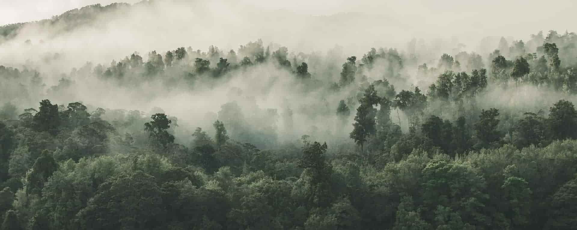 آرتاپان حامی درختکاری و جنگل کاری